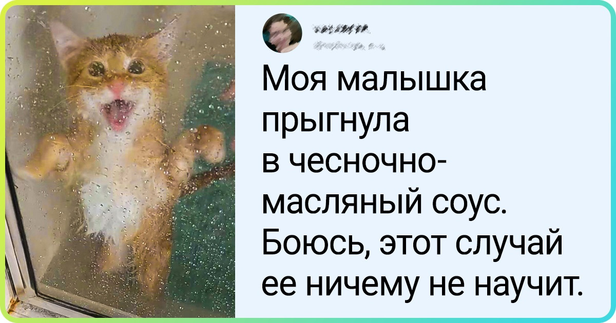 20 питомцев, которые и душу продадут за лишнюю порцию вкусняшек 20 питомцев, которые и душу продадут за лишнюю порцию вкусняшек