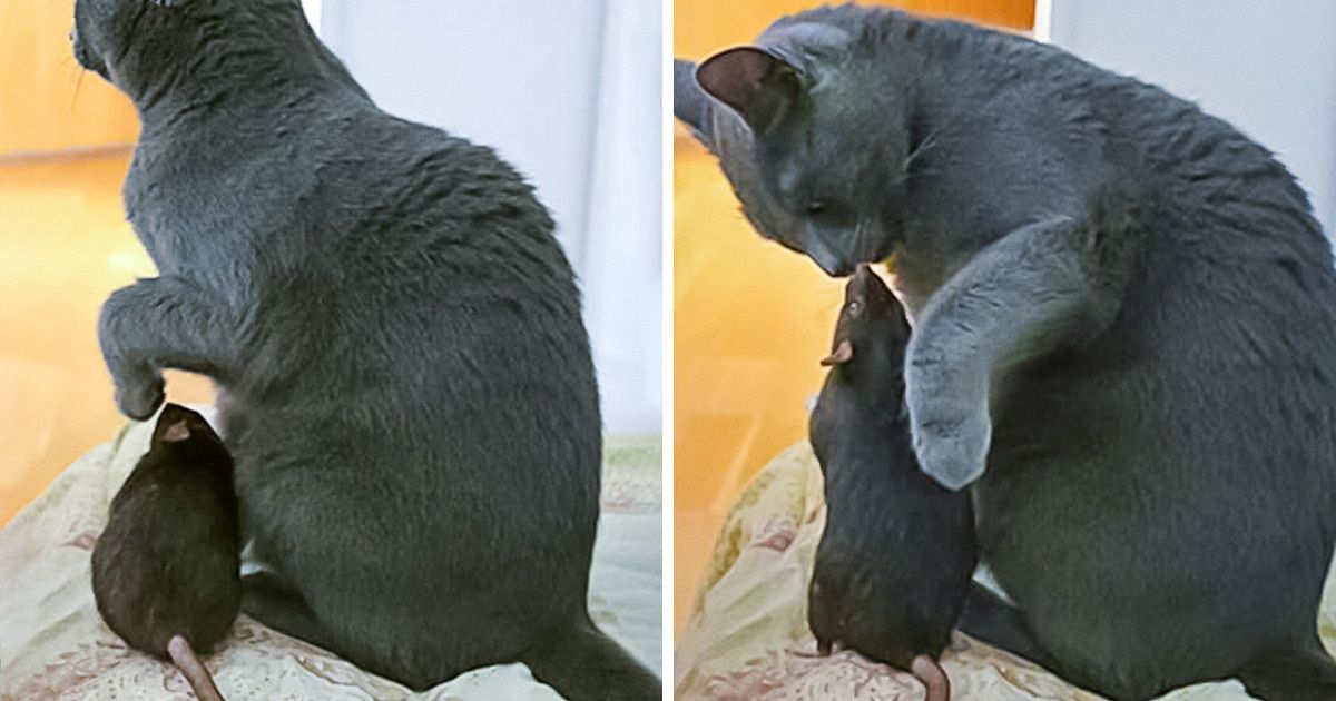 20 примеров неожиданной дружбы животных, которые докажут, что любовь не знает границ 20 примеров неожиданной дружбы животных, которые докажут, что любовь не знает границ