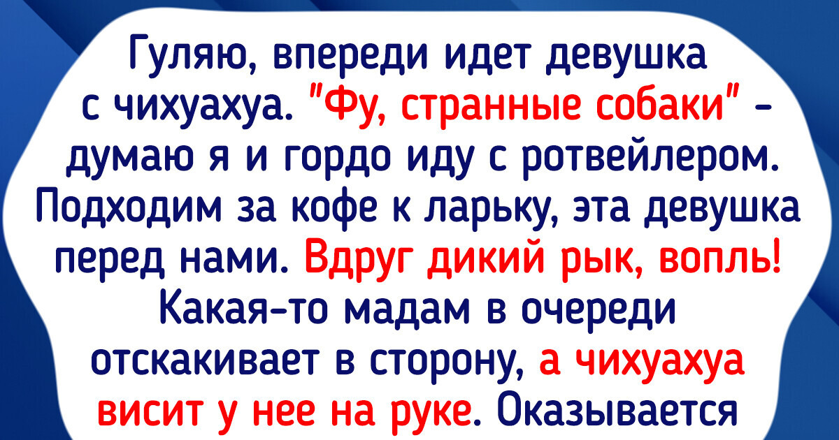 18 домашних животных, выходки которых хоть на камеру снимай 18 домашних животных, выходки которых хоть на камеру снимай