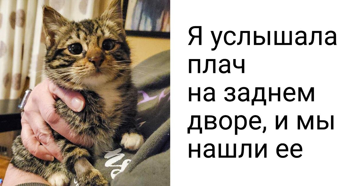 20+ животных, которые еще недавно были бездомными, а сейчас обрели любящую семью 20+ животных, которые еще недавно были бездомными, а сейчас обрели любящую семью