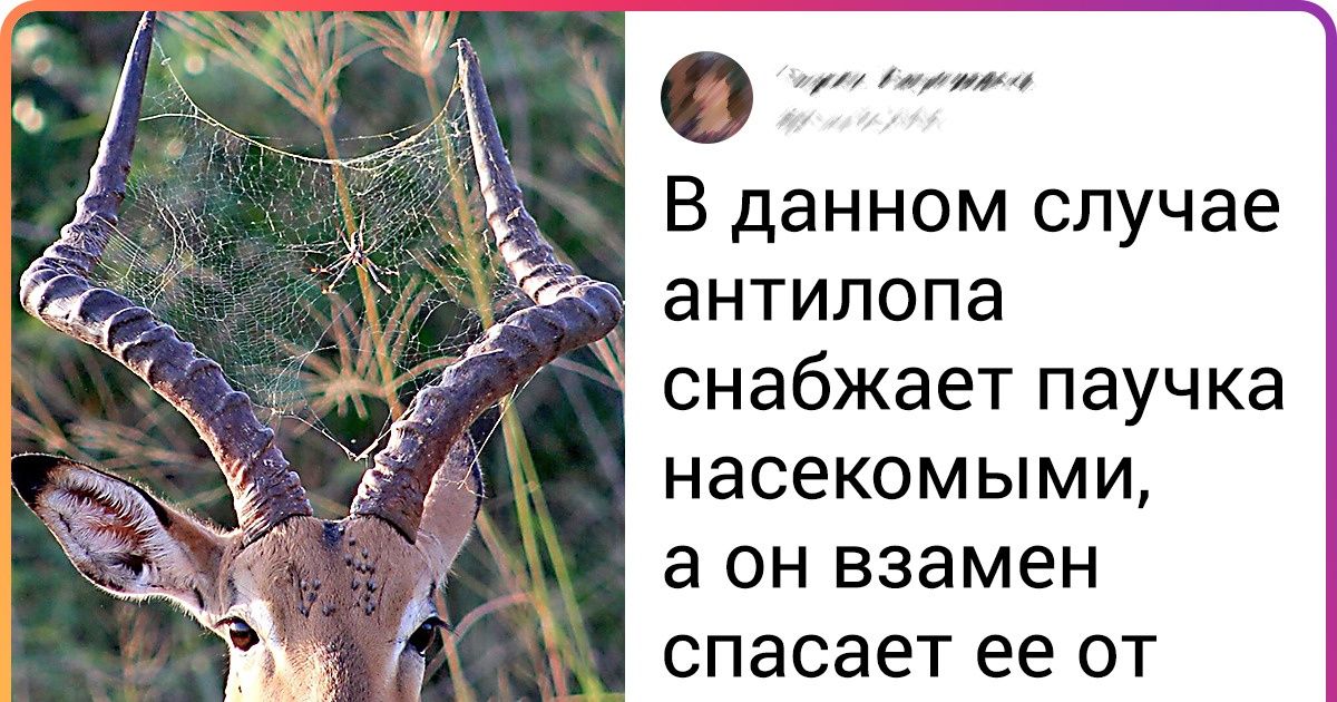 20 хитрых животных, которые точно знают: чтобы выжить, нужно уметь работать в команде 20 хитрых животных, которые точно знают: чтобы выжить, нужно уметь работать в команде