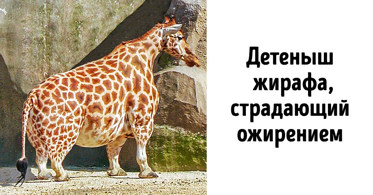 8 вирусных фото и видео, которые оказались подделками