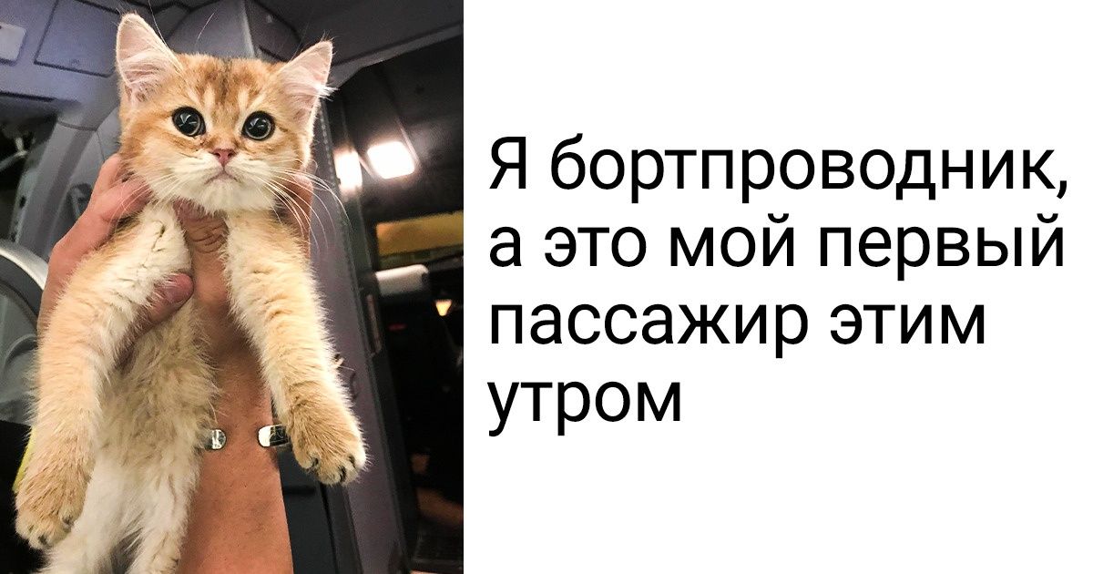 Пользователи Reddit поделились 16 моментами, когда питомцы скрасили их день