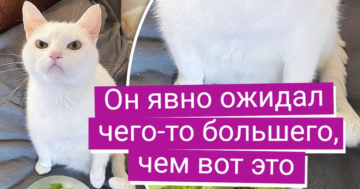 18 пушистиков, которые еще не скоро простят своим хозяевам такую подставу 18 пушистиков, которые еще не скоро простят своим хозяевам такую подставу