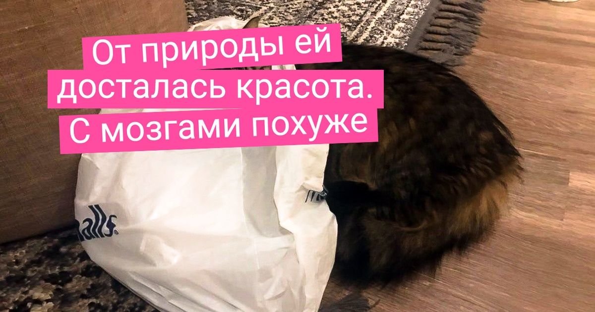 19 котов, которые глобально затупили. А их хозяева успели схватиться за фотоаппарат 19 котов, которые глобально затупили. А их хозяева успели схватиться за фотоаппарат