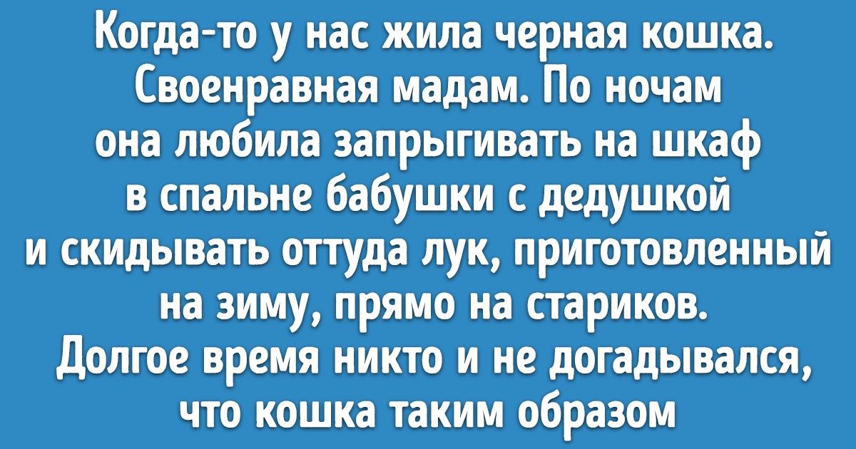 6 особенностей жизни с котом, о которых не догадываются даже опытные заводчики
