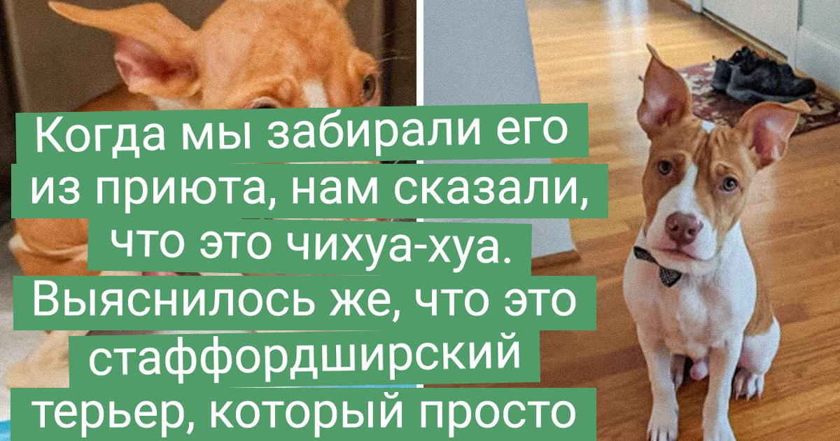 20+ человек, которые не смогли пройти мимо бездомных комочков и подарили им новую жизнь 20+ человек, которые не смогли пройти мимо бездомных комочков и подарили им новую жизнь