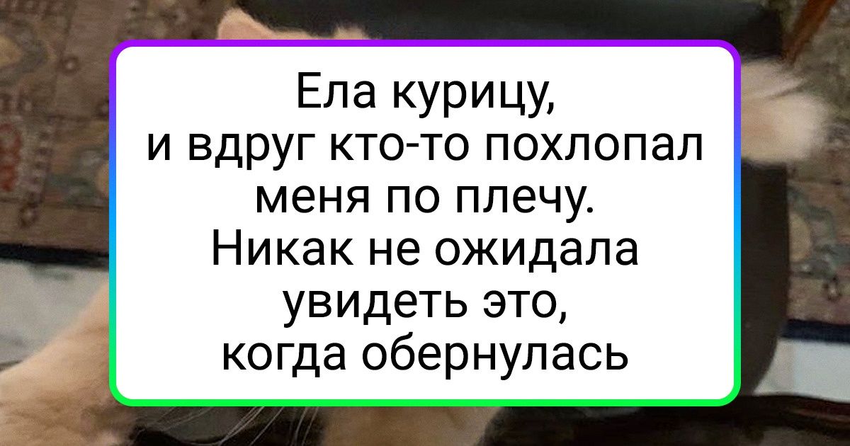 17 животных, которые не дадут хозяину спокойно съесть даже корочку хлеба 17 животных, которые не дадут хозяину спокойно съесть даже корочку хлеба