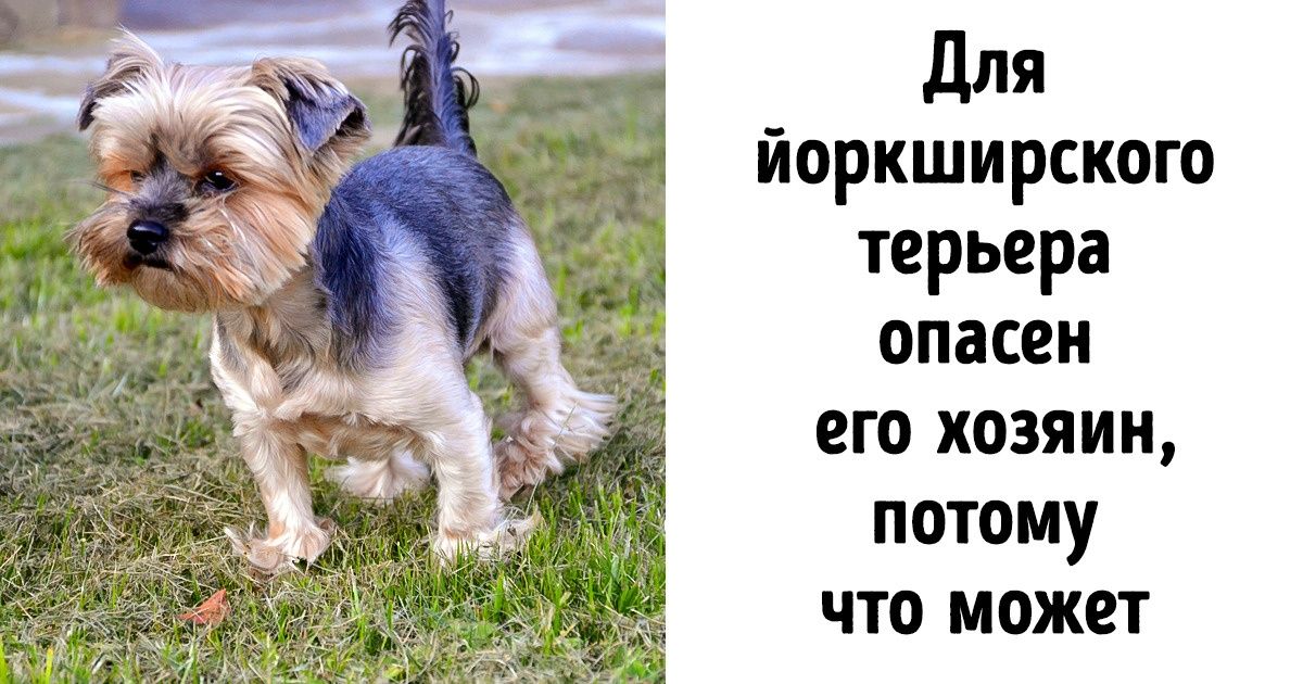 Собака сломала хвост: проблема, которую нельзя игнорировать - PetTips