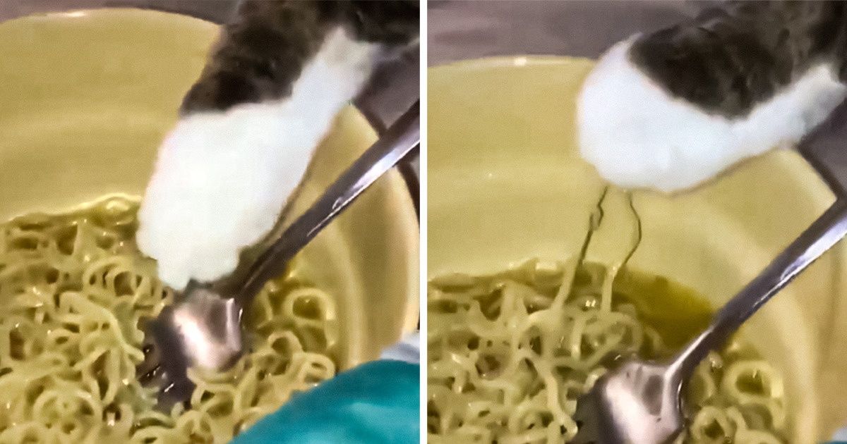 20 человек, которые хотели завести кота, а получили пушистого нахала