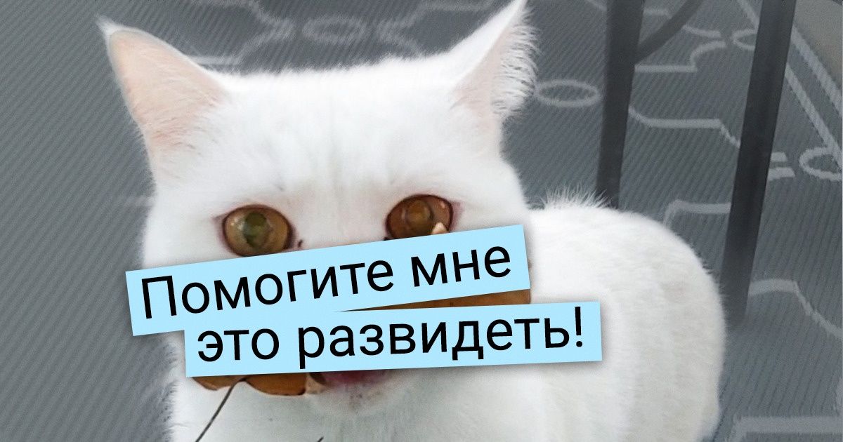 18 котов, хозяева которых часто подпрыгивают и говорят: «Сгинь, нечистая сила!»