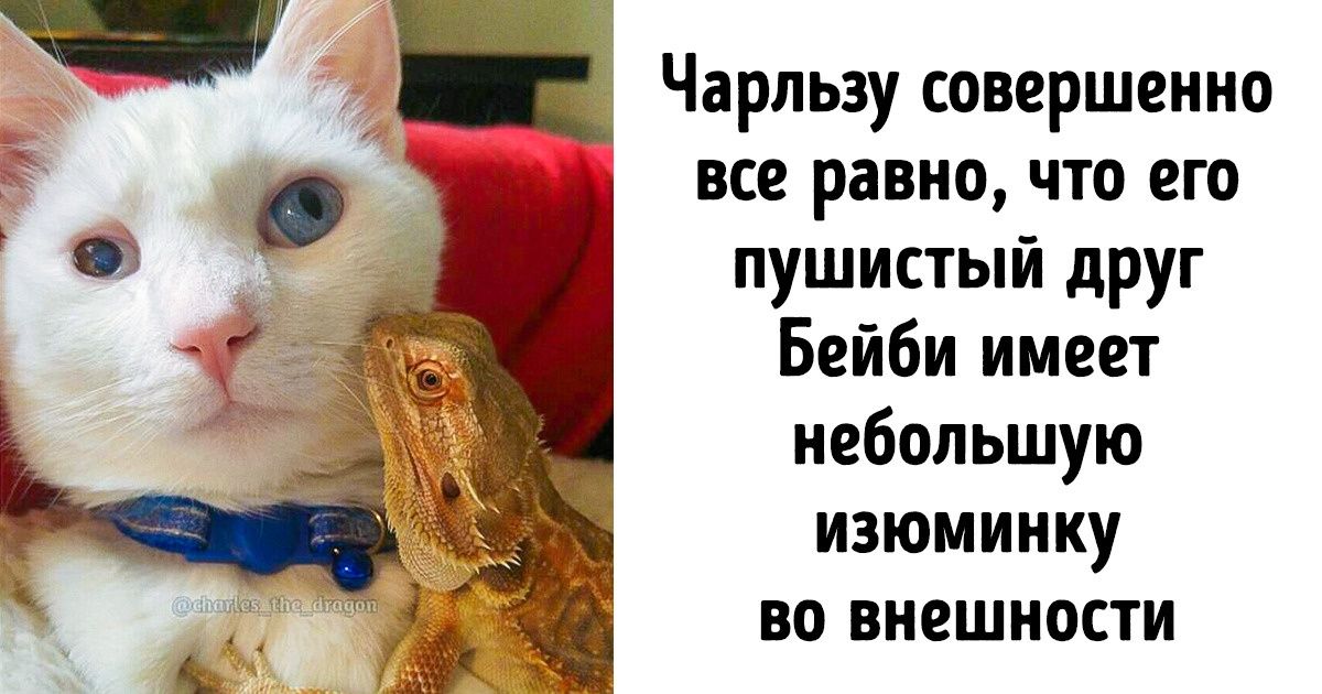 20 доказательств, что для настоящей дружбы не существует барьеров