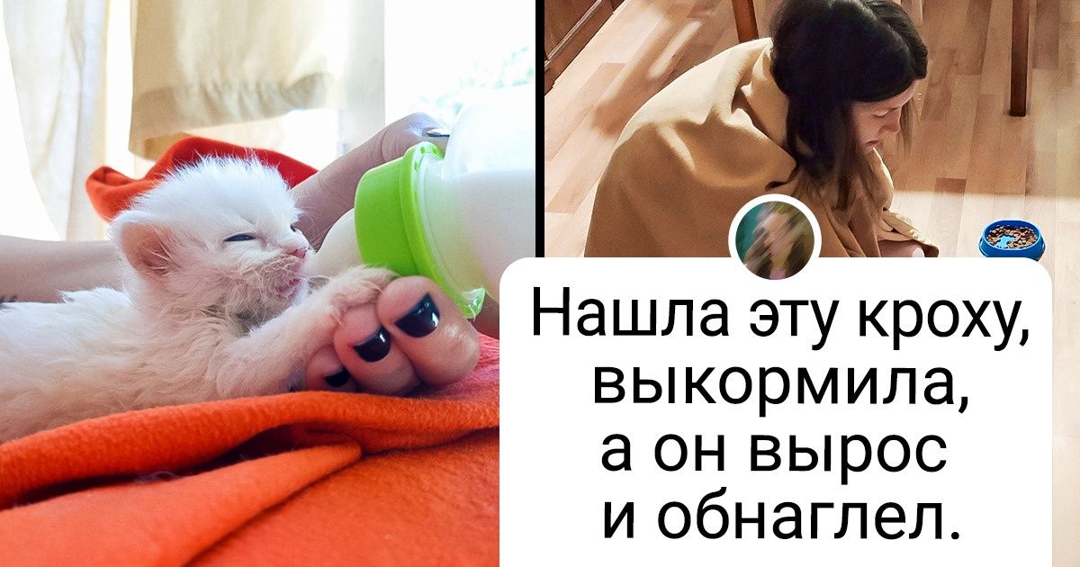 20+ котов, у которых были дела поважнее, чем повзрослеть и измениться 20+ котов, у которых были дела поважнее, чем повзрослеть и измениться