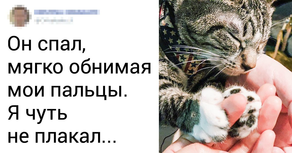 20+ ситуаций, которые поймут все владельцы кошек