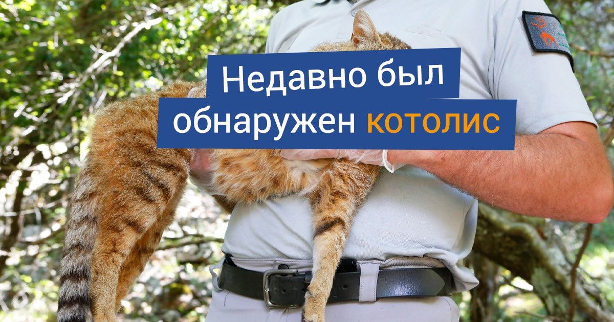 18 новых видов животных, о которых никто не знал еще несколько лет назад 18 новых видов животных, о которых никто не знал еще несколько лет назад