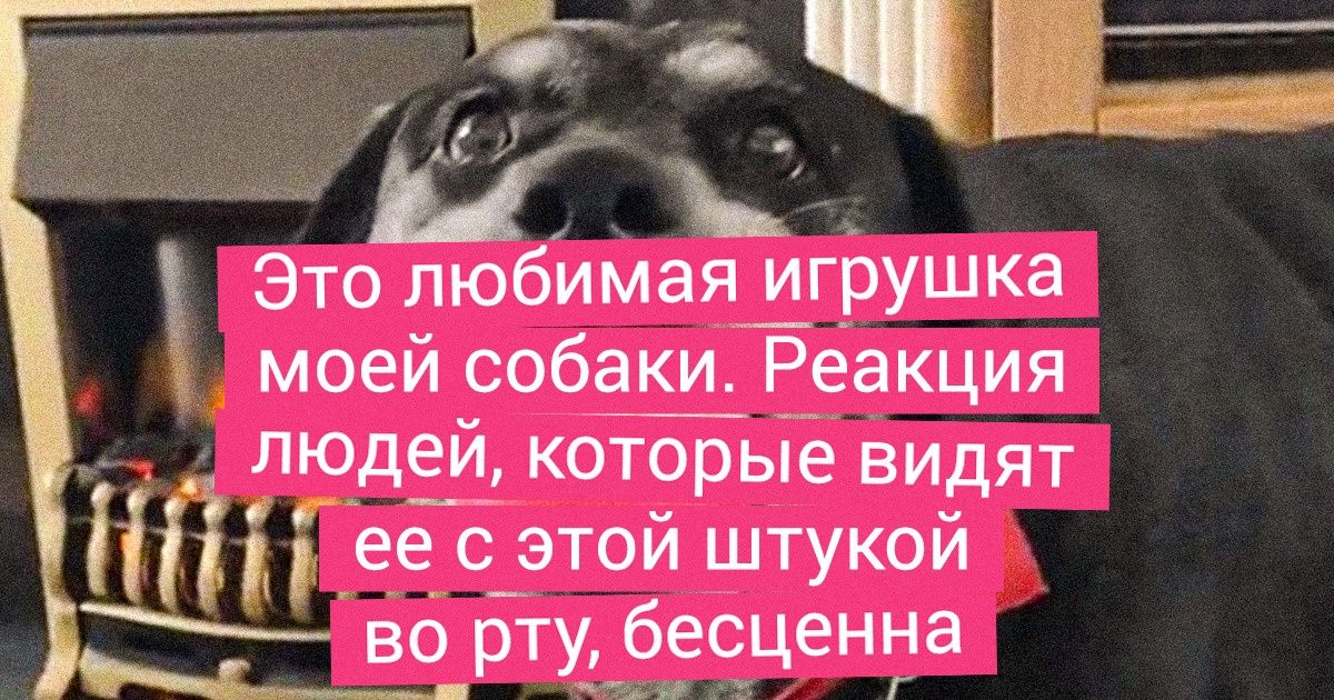 20 животных, для которых любимая игрушка — это намного больше, чем просто развлечение 20 животных, для которых любимая игрушка — это намного больше, чем просто развлечение