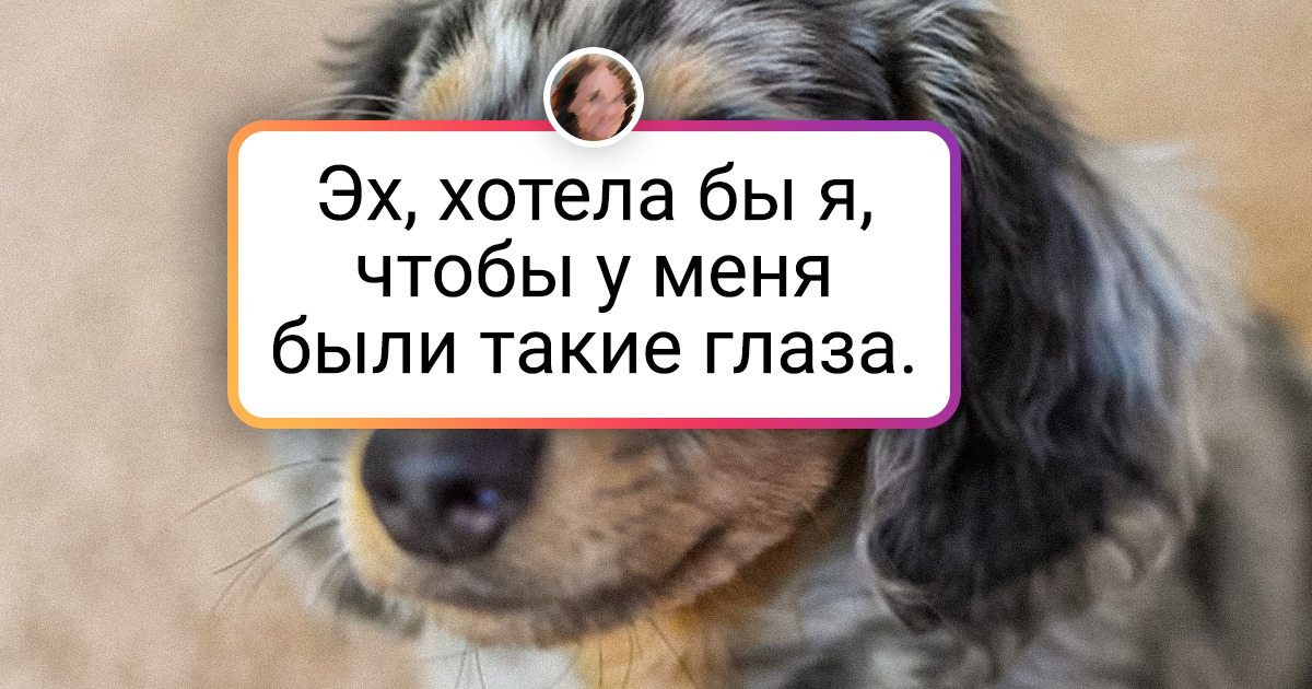 18 доказательств того, что для хозяина его животинка всегда любимая, несмотря на стандарты породы и другие условности 18 доказательств того, что для хозяина его животинка всегда любимая, несмотря на стандарты породы и другие условности