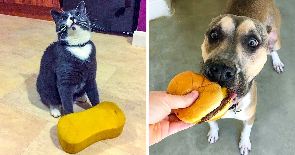 Люди делятся в сети эмоциональными фотками животных, которые без ума от своих подарков и сюрпризов