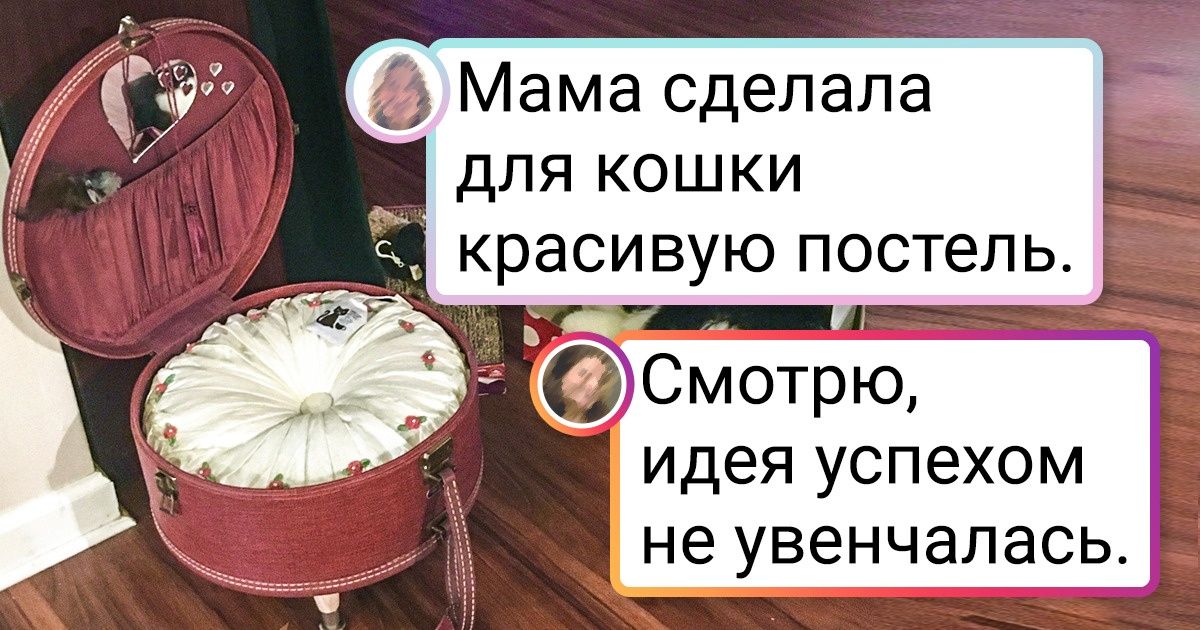 19 человек, которые твердо уверены в том, что все лучшее — котикам 19 человек, которые твердо уверены в том, что все лучшее — котикам