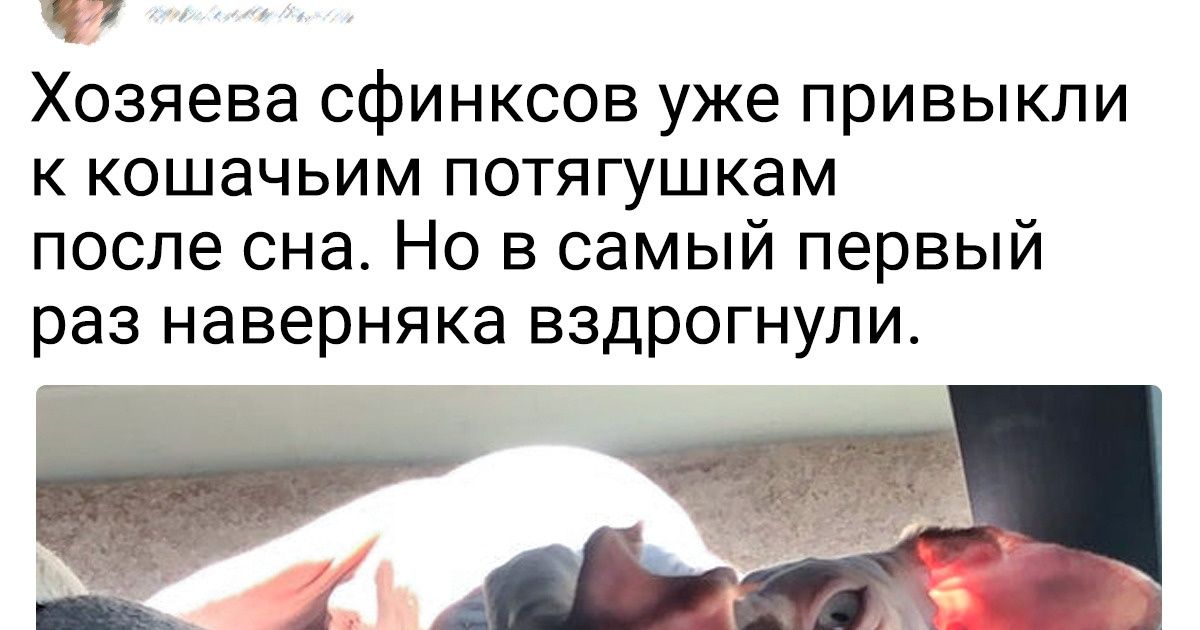 20+ котов, которым в детстве забыли рассказать, что они должны быть источником милоты