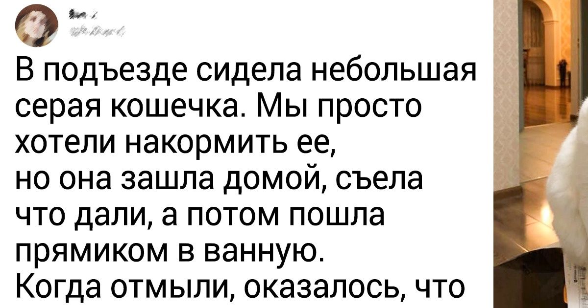 20+ животных, которые устали ждать, когда им привалит счастье, и сами выбрали себе человека 20+ животных, которые устали ждать, когда им привалит счастье, и сами выбрали себе человека