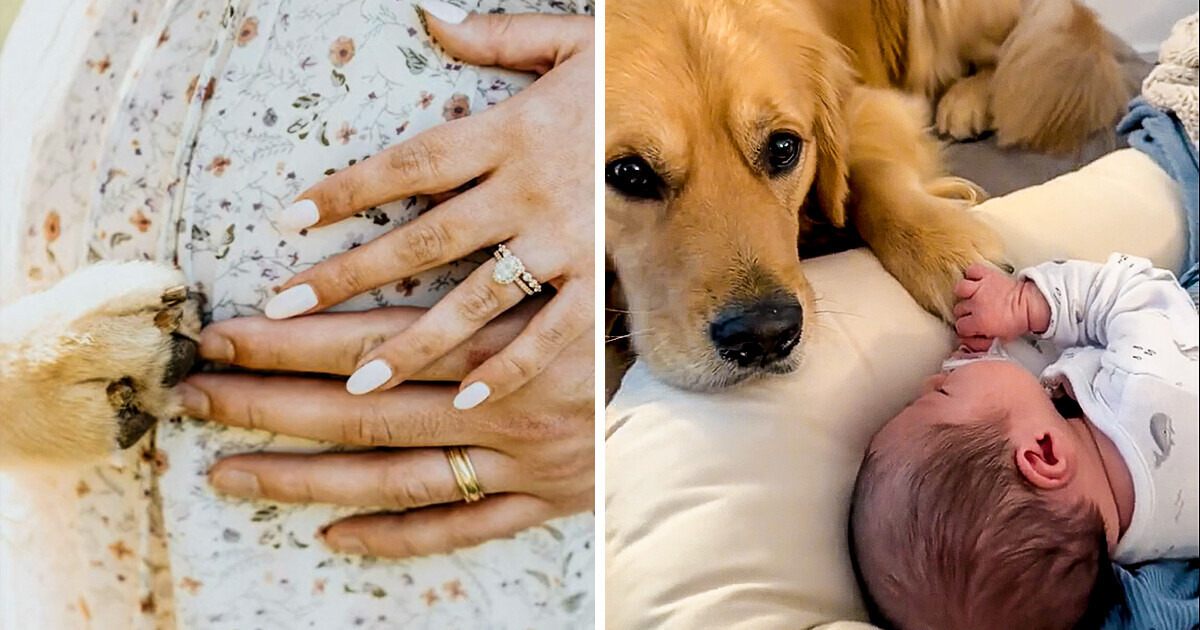 Семья всю беременность готовила пса к появлению ребенка и даже разрешила ему принять важное решение в жизни малыша Семья всю беременность готовила пса к появлению ребенка и даже разрешила ему принять важное решение в жизни малыша