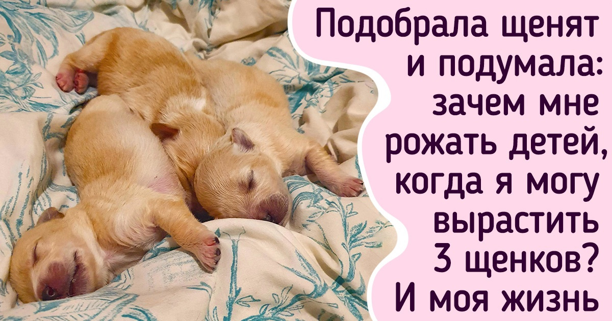 16 добряков, которые не могут пройти мимо, когда животным нужна помощь 16 добряков, которые не могут пройти мимо, когда животным нужна помощь