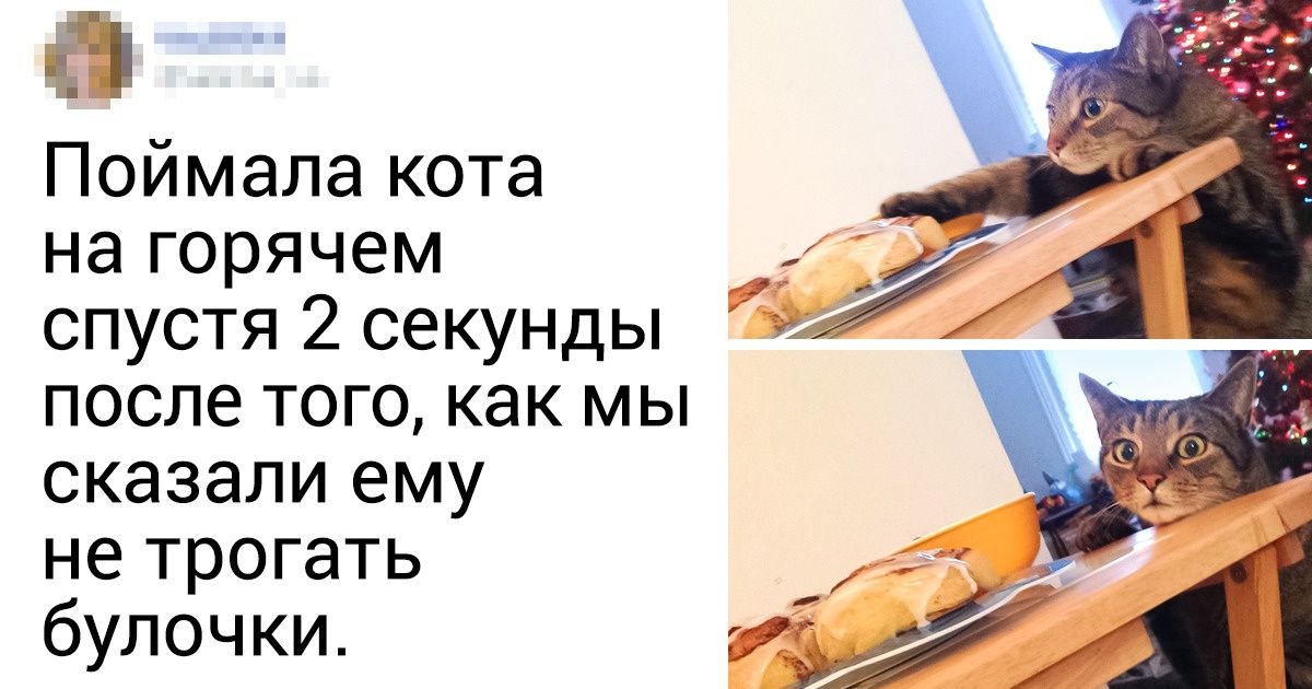 20 пушистых шкодников, на чьи лапки стоило бы надеть наручники 20 пушистых шкодников, на чьи лапки стоило бы надеть наручники