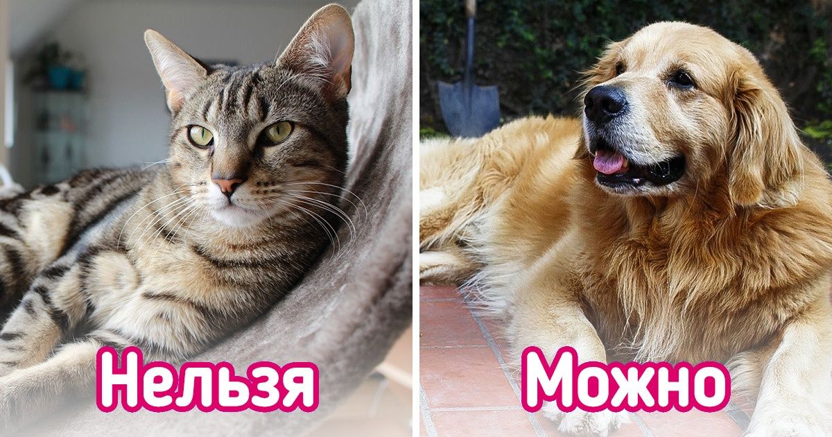 14 правил королевской семьи, которым обязаны следовать все их соседи 14 правил королевской семьи, которым обязаны следовать все их соседи