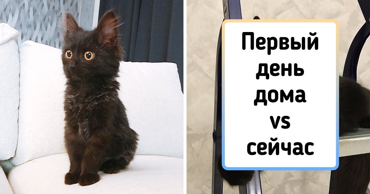 20+ фото питомцев до и после, которые показывают, что делают с животным любовь и немножко вкусной еды 20+ фото питомцев до и после, которые показывают, что делают с животным любовь и немножко вкусной еды