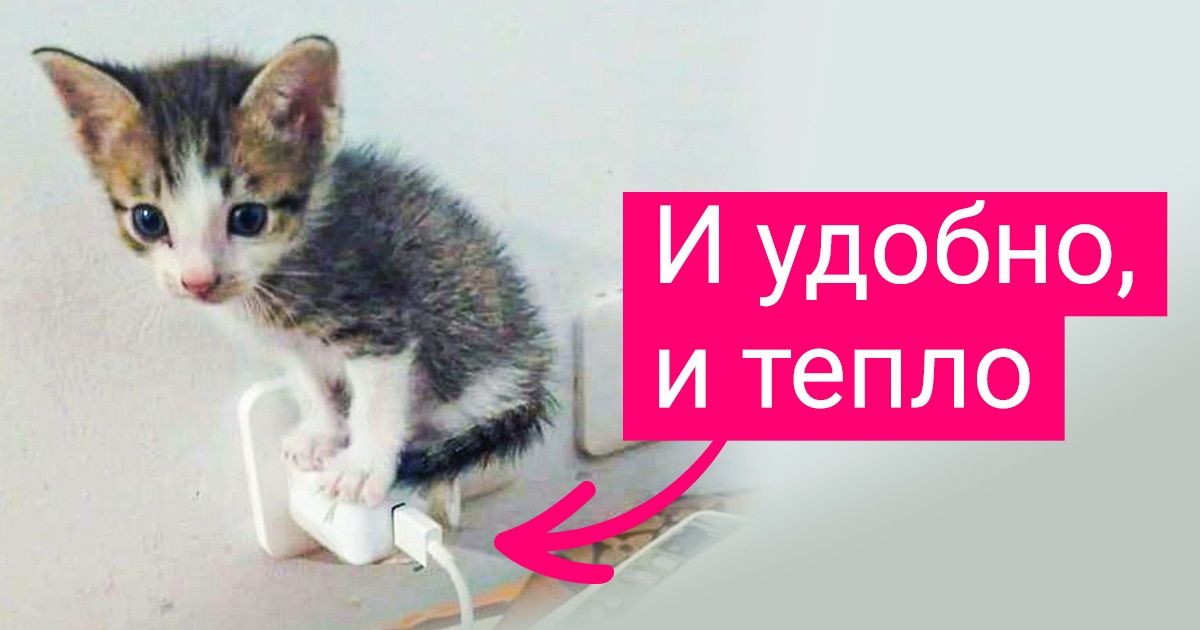 20 животных, которым эффектно занять место — как лапкой об асфальт 20 животных, которым эффектно занять место — как лапкой об асфальт