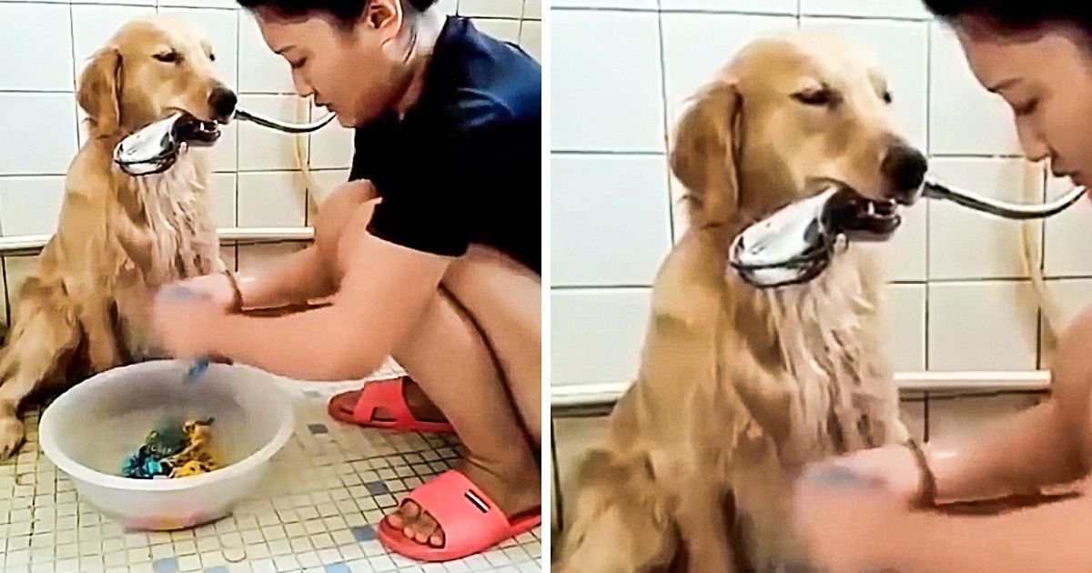 11 случаев, когда человек и животное сработали как слаженная команда