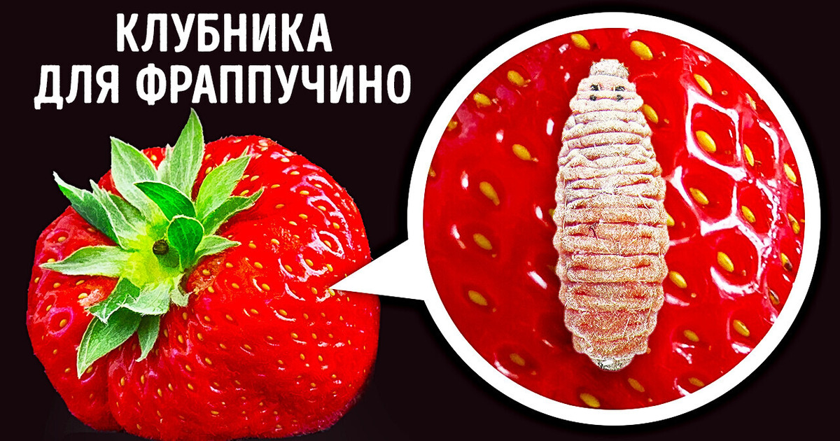 Красные жуки в вашем фраппучино: миф или правда?