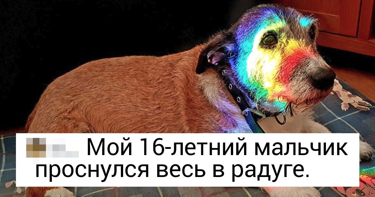 20+ живых напоминаний о том, как важно ценить своих питомцев, пока они еще рядом