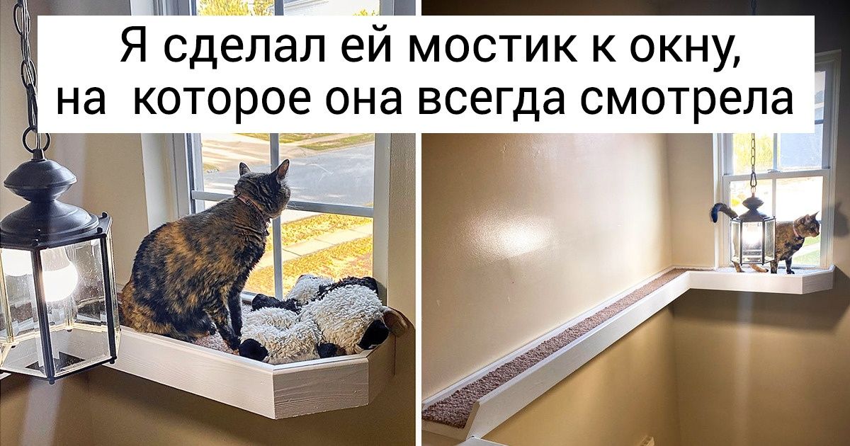 14 животных, которые нашли в человеке родственную душу