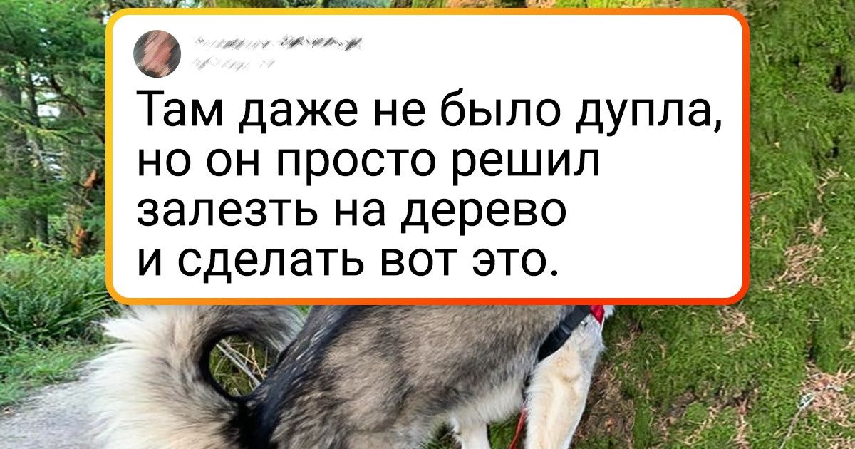 20+ четвероногих, причудливые позы которых хозяева только и успевают постить 20+ четвероногих, причудливые позы которых хозяева только и успевают постить