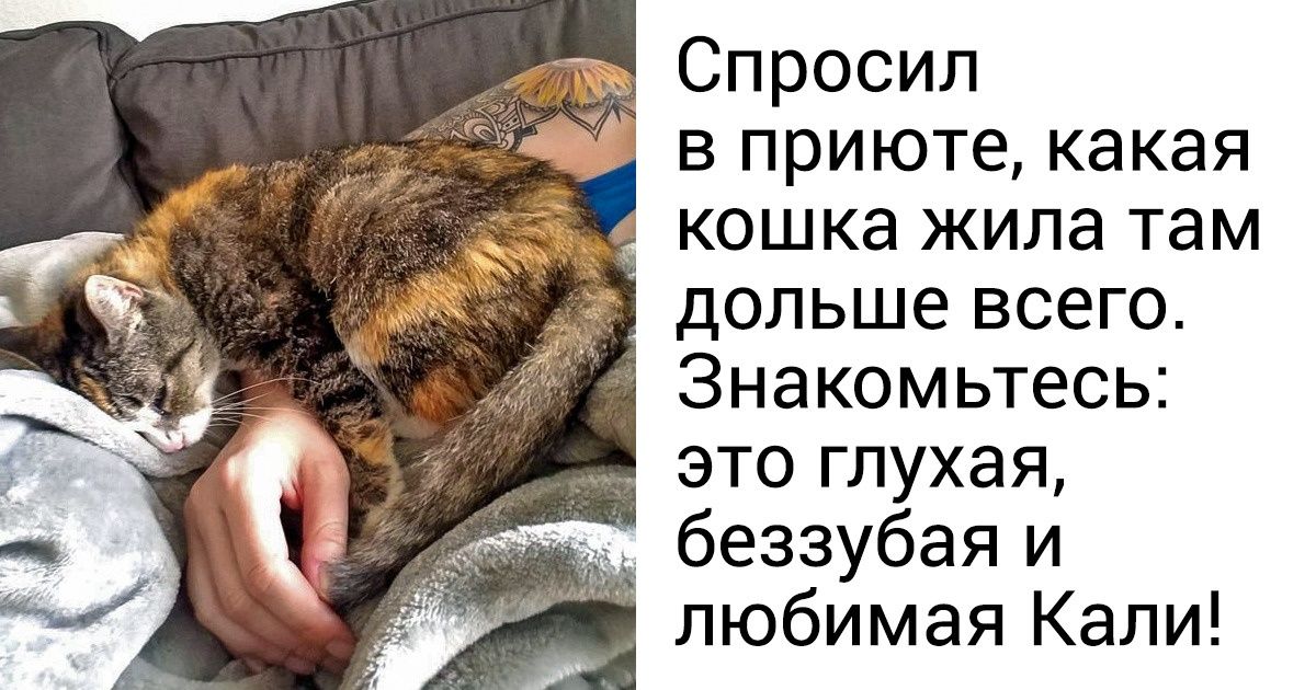 20+ животных, которые еще вчера были бездомными, а сегодня обрели семью
