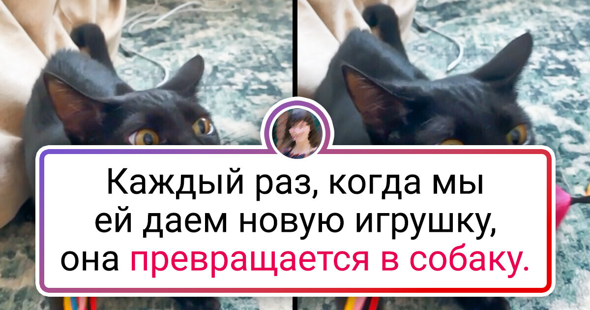19 питомцев, для которых любимая игрушка всегда на первом месте, а уже потом еда, вода и какой-то хозяин