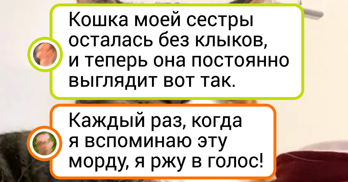 20+ животных, чья харизма так и вырывается наружу 20+ животных, чья харизма так и вырывается наружу