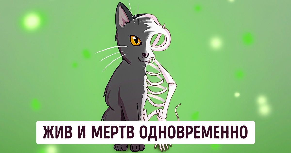 История кота Шредингера, который пострадал за науку. Или не пострадал — физики до сих пор не могут договориться