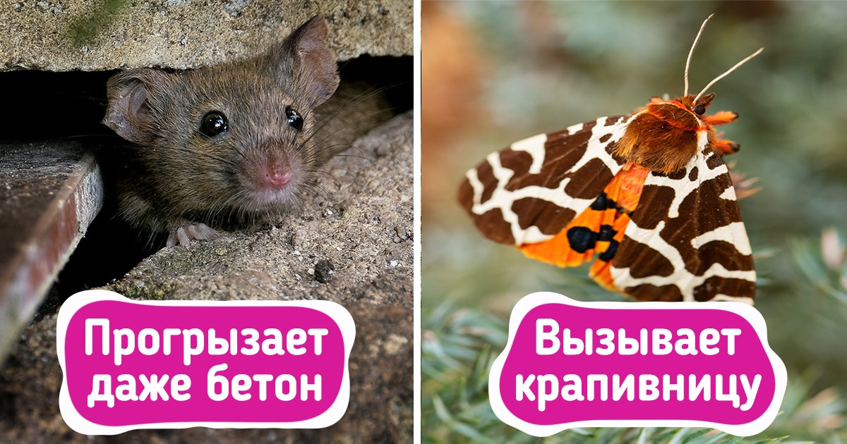 10 созданий, которые лишь кажутся безобидными, а на деле могут быть очень опасны