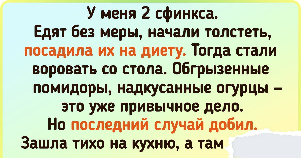 16 гениев животного мира, которые на все готовы, чтобы добиться своего 16 гениев животного мира, которые на все готовы, чтобы добиться своего