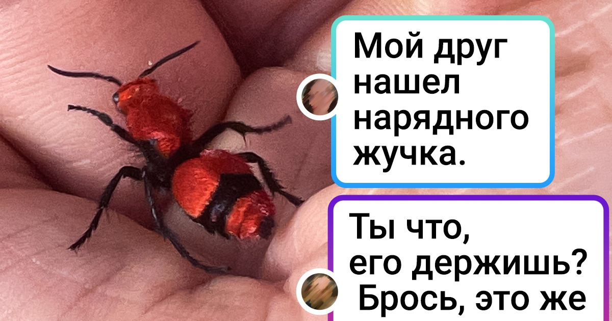 20+ человек, которые спокойно занимались своими делами, как вдруг в их жизнь ворвались животные