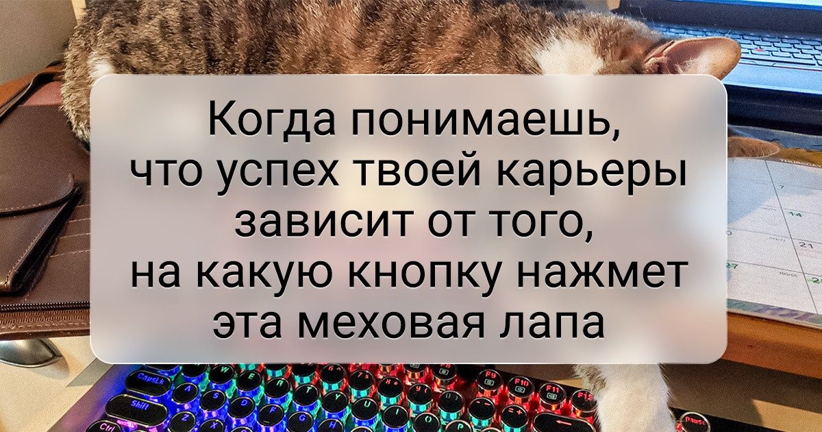 19 примеров безоговорочной капитуляции человека перед своим домашним питомцем