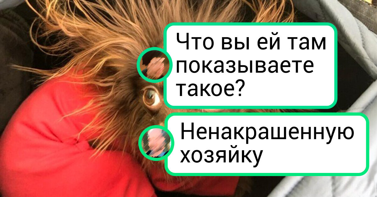 20+ фотографий питомцев, чьи хозяева успели сделать забавный кадр в подходящий момент 20+ фотографий питомцев, чьи хозяева успели сделать забавный кадр в подходящий момент