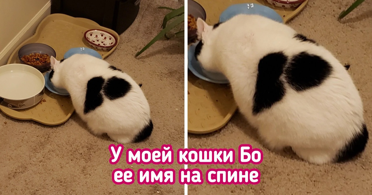 13 случаев, когда люди получили билеты в первый ряд на шоу под названием «Жизнь» 13 случаев, когда люди получили билеты в первый ряд на шоу под названием «Жизнь»
