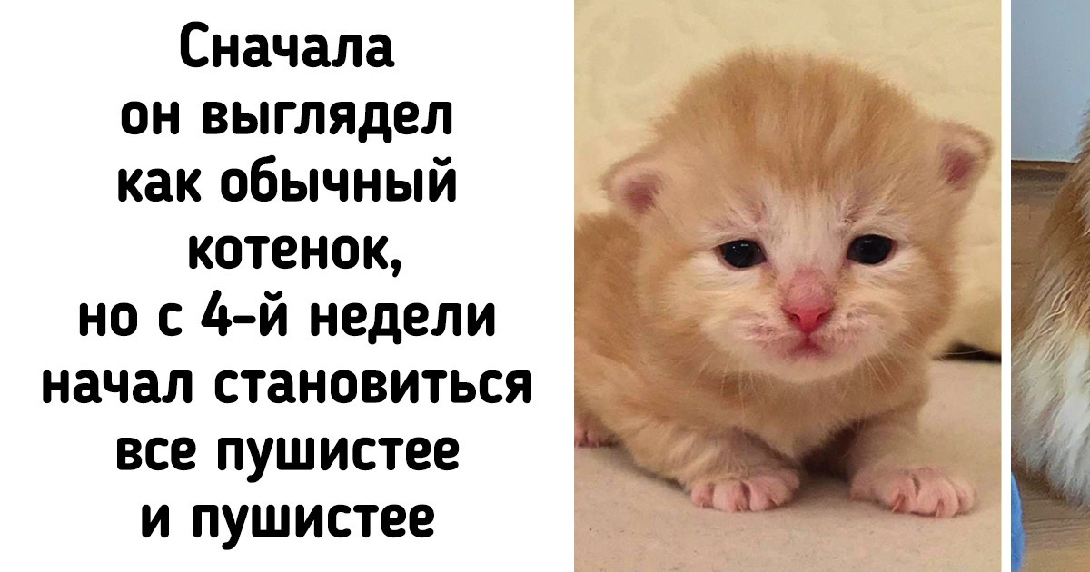 20 человек, которые взяли котенка. А из него что выросло, то выросло