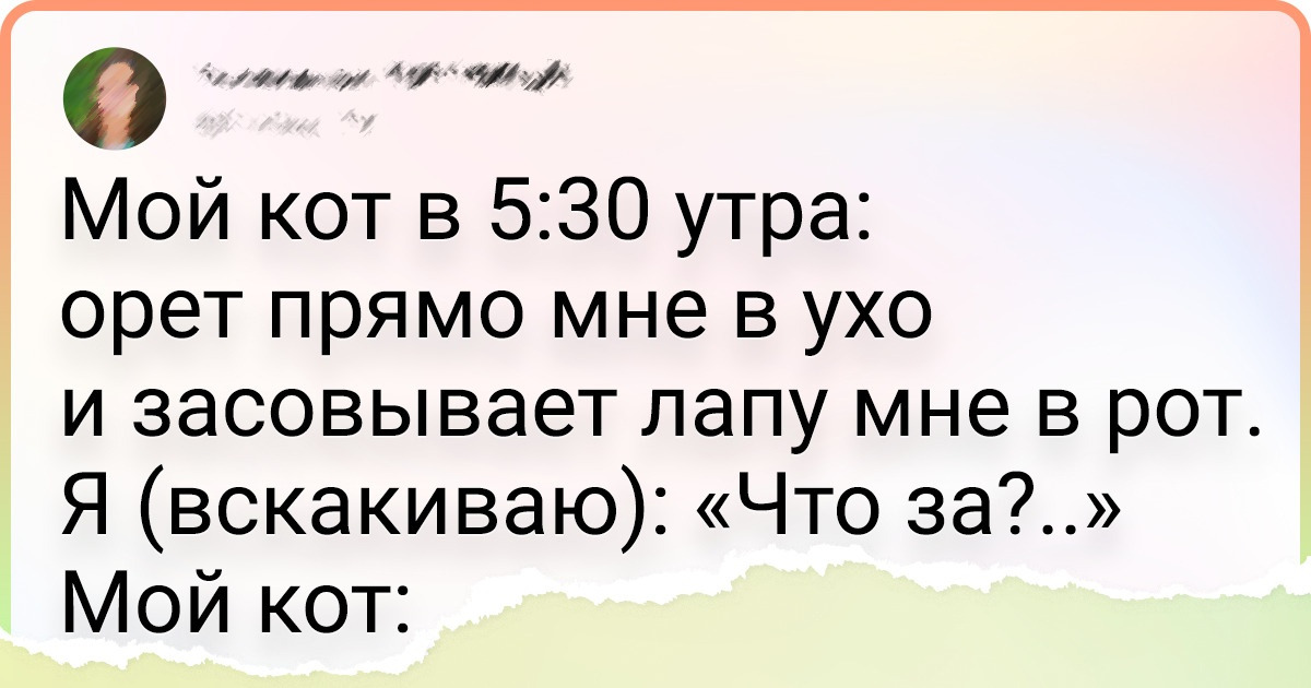 17 твитов от владельцев кошек и собак, которые познали всю радость и боль обладания любимым питомцем