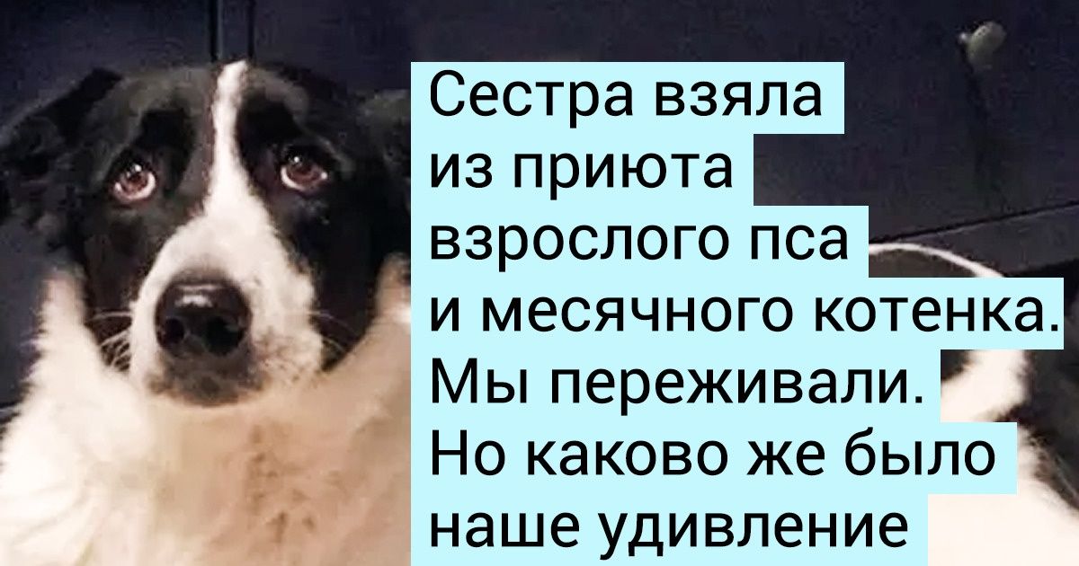 15+ доказательств того, что животные умеют дружить лучше некоторых людей 15+ доказательств того, что животные умеют дружить лучше некоторых людей
