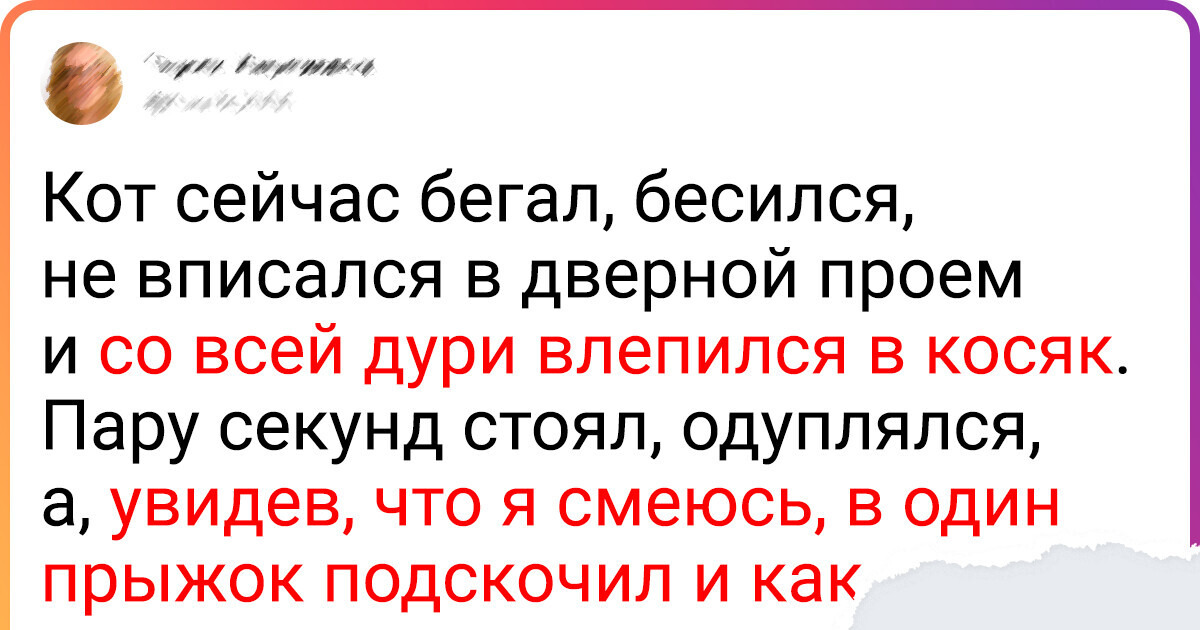 20 твитов, которые поймут все, чьи сердца котики цепко держат в своих мягких лапках 20 твитов, которые поймут все, чьи сердца котики цепко держат в своих мягких лапках